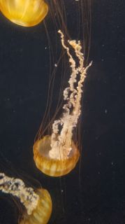 2022-11-GranCan-Poema_Del_Mar-064.jpg